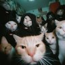 meowgang